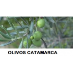 FINCA OLIVOS CATAMARCA 