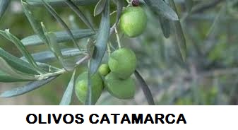 FINCA OLIVOS CATAMARCA 